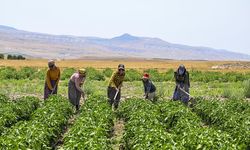 Aşırı sıcaklar çiftçilerin mesai saatlerini değiştirdi